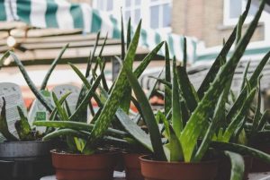 Aloe Vera